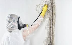 Mold Remediation for Vacation Homes in Troy, TX